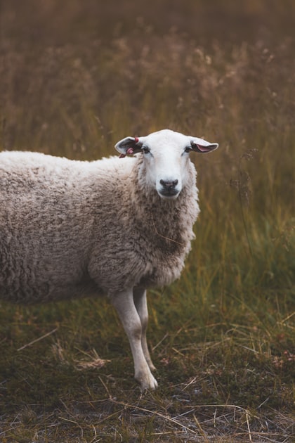 Benefits of Pasture Raised Sheep